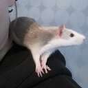 Kimsey